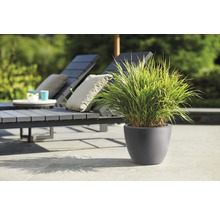 Buitenzitgedeelte met ligstoelen en siergras in pot