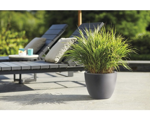 Buitenzitgedeelte met ligstoelen en siergras in pot