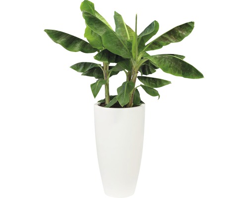 Banaan in plantenbak voor binnen