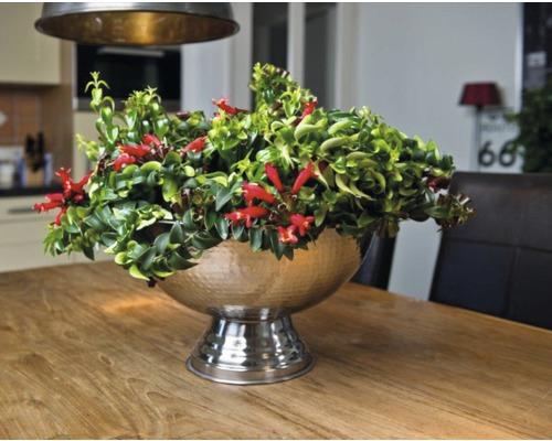 Decoratieve kamerplant met rode bloemen in een zilverkleurige plantenbak op een houten tafel