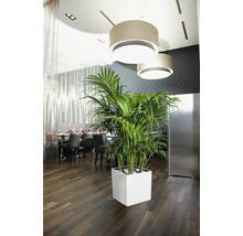 Interieur met Kentia palm in witte plantenbak onder lampen