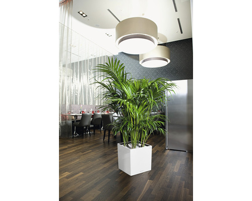 Interieur met Kentia palm in witte plantenbak onder lampen