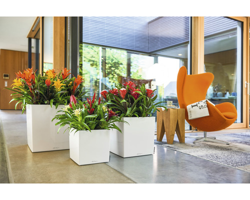 Interieurscène met drie vierkante plantenbakken met bloeiende bromelia''s.