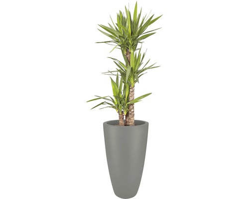 Yucca palm in plantenbak