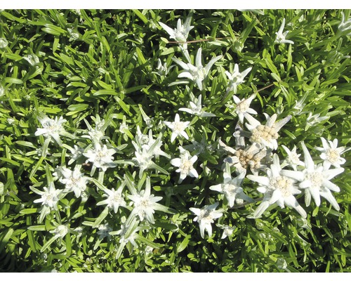 FLORASELF Edelweiss Leontopodium alpinum Ø 11 cm