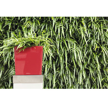 LECHUZA All-in-One Set Plantenbak Cube Kunststof Rood 40 cm x 40 cm x 40 cm