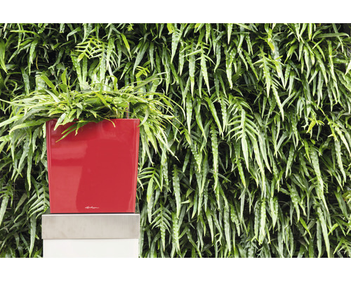 Rode plantenbak met varen voor plantenwand