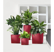 LECHUZA All-in-One Set Plantenbak Cube Kunststof Rood 40 cm x 40 cm x 40 cm