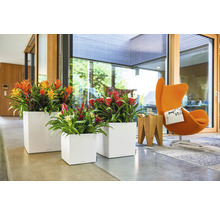 Interieurfoto met drie witte plantenbakken met bloeiende bromelia''s, die een moderne woonruimte sieren.