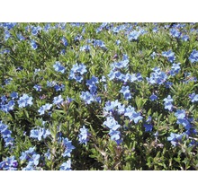 Bloeiende heideplant met blauwe bloemen