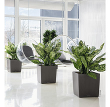 Interieur met planten in vierkante plantenbakken en hangstoelen