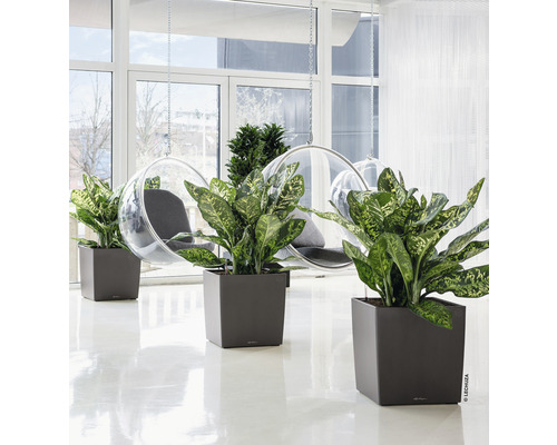 Interieur met planten in vierkante plantenbakken en hangstoelen