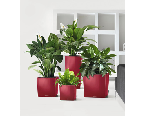 Diverse kamerplanten in plantenbakken in verschillende maten