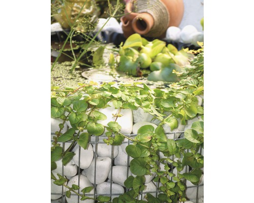 Decoratieve tuinscène met schanskorfmuur, vijverplanten en terracotta amfora.