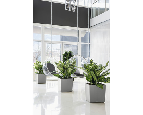 Licht interieur met planten in plantenbakken en hangstoelen.