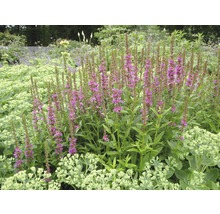 Bloeiende Lythrum planten in de tuinborder