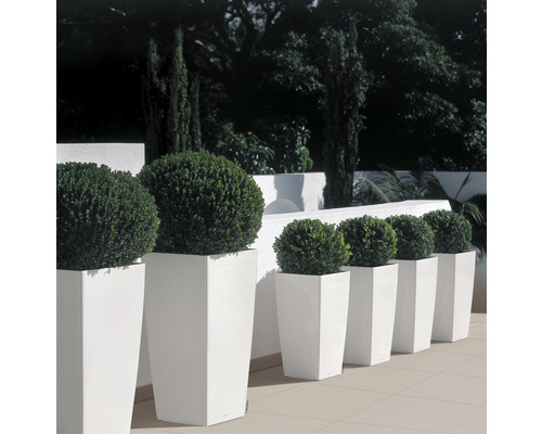 Rij vierkante plantenbakken met bolvormige planten voor buiten