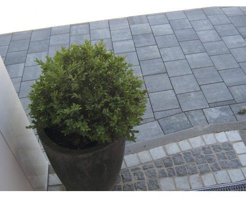 Een pot met buxus op een bestraat oppervlak.