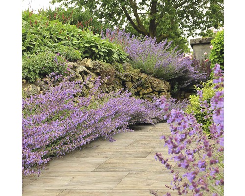 Aangelegde tuinpad met stenen muur en bloeiende planten