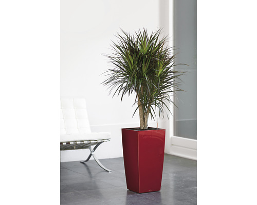 Drakenbloedboom in een rode plantenbak binnenshuis.