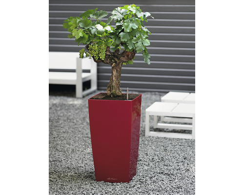 Wijnstok met groene druiven in plantenbak voor de tuin