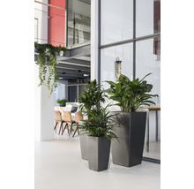 Interieur met planten in grijze plantenbakken, wat zorgt voor een lichte en georganiseerde sfeer.