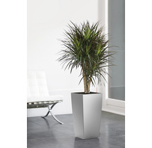 Drakenboom in een plantenbak in een lichte kamer
