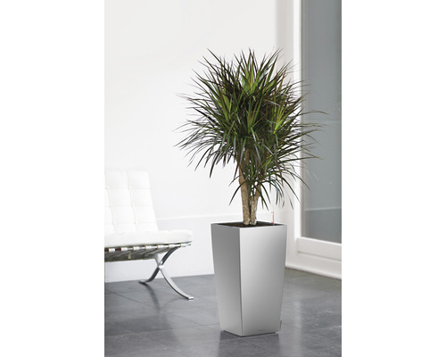 Drakenboom in een plantenbak in een lichte kamer