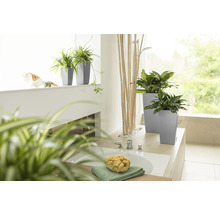 Badkamer met planten in plantenbakken