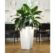 Kamerplant in een witte plantenbak op de vloer