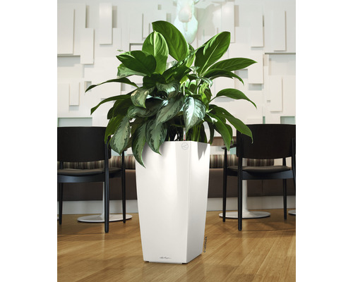 Kamerplant in een witte plantenbak op de vloer