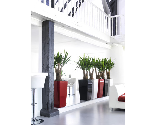 Lichte ruimte met decoratieve kamerplanten in plantenbakken