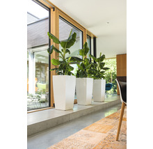 Drie planten in witte, hoge plantenbakken staan bij een raam.