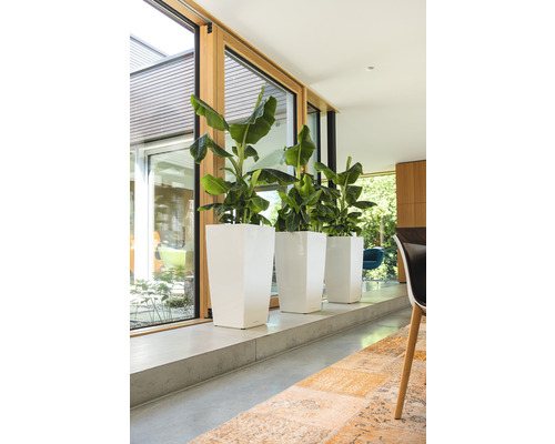 Drie planten in witte, hoge plantenbakken staan bij een raam.