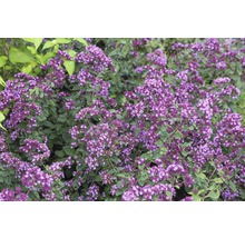 Bloeiende oregano in de tuin