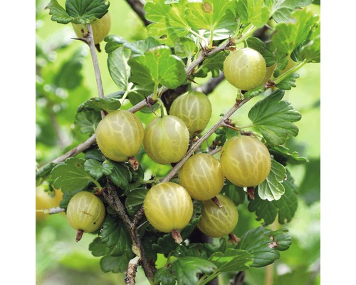 FLORASELF Kruisbes Ribes uva-crispa 'Hinnomäki gelb' potmaat Ø 19 cm H 40-60 cm