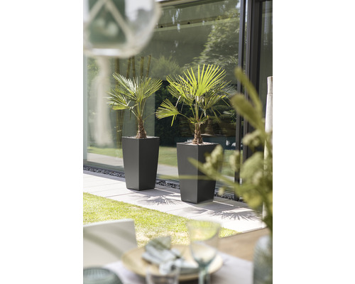 Twee palmen in plantenbakken op een terras