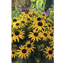 FLORASELF Zonnehoed Rudbeckia fulgida Ø 11 cm