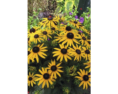 Gele Rudbeckia bloemen in een tuinbed