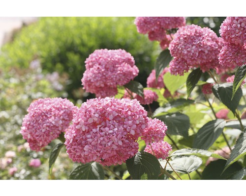 FLORASELF Hortensia Hydrangea Arborescens Annabelle potmaat Ø 19,0 cm H 15-30 cm Close-up van een roze bolhortensia in de tuin