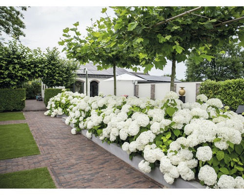 FLORASELF Hortensia Hydrangea arborescens 'Strong Annabelle' potmaat Ø 19.0 cm H 15-30 cm-0