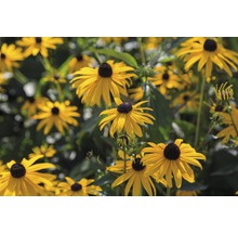FLORASELF Zonnehoed Rudbeckia fulgida Ø 11 cm