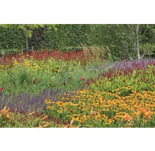 FLORASELF Zonnehoed Rudbeckia fulgida Ø 11 cm