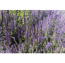 Bloeiende sierplanten in de tuinborder