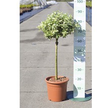 Bonte bolvormige boom in pot
