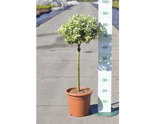 FLORASELF® Kardinaalsmuts Euonymus fortunei 'Emerald Gaiety' potmaat Ø28 cm Bonte bolvormige boom in pot