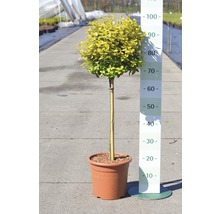 FLORASELF® Kardinaalsmuts Euonymus fortunei 'Emerald Gold'