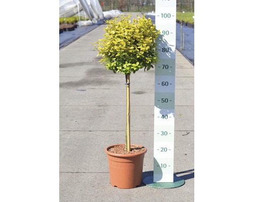 Op de afbeelding is een bolvormige ligusterboom in pot te zien.