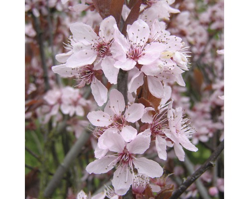 Close-up van sierkersenbloesems