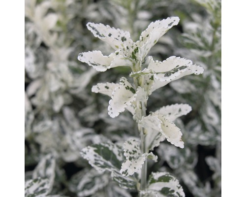 Groenblijvende kardinaalsmuts met bont blad